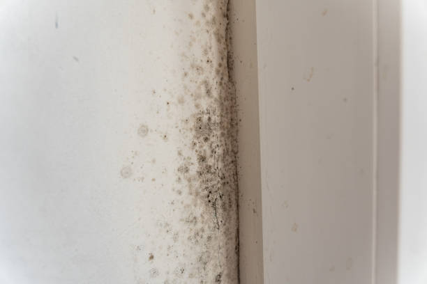 Best Mold Prevention Services  in Whitley City, KY